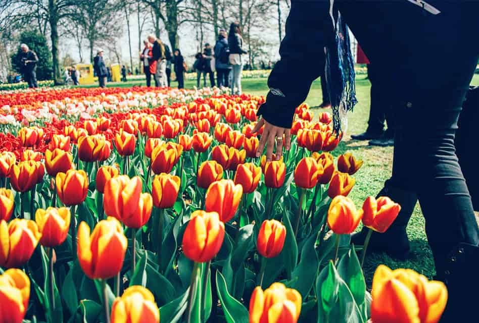 keukenhof gardens amsterdam