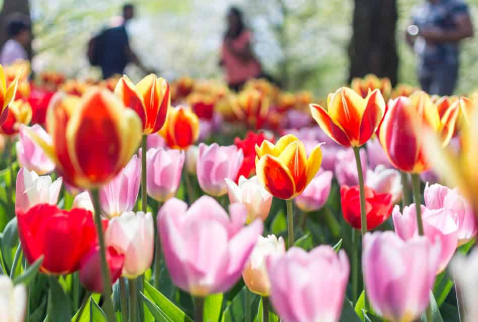 keukenhof gardens amsterdam holland