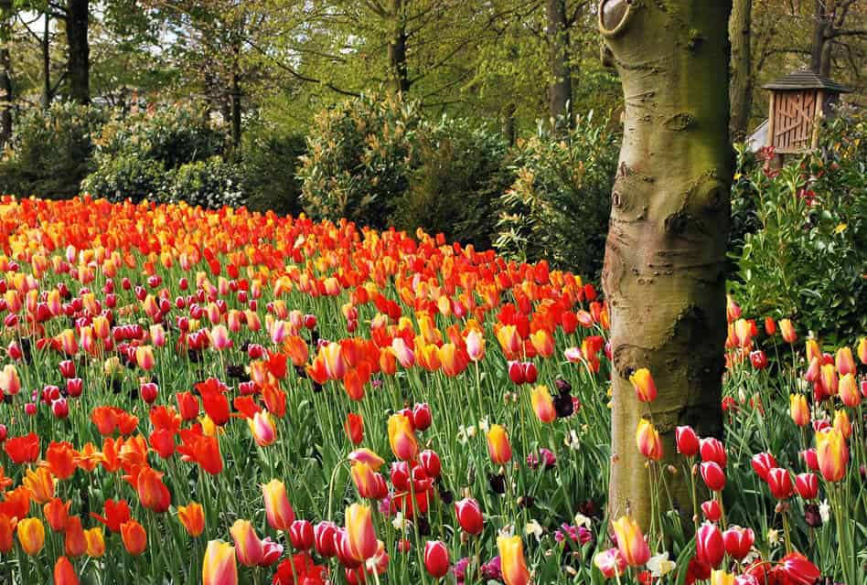 keukenhof gardens amsterdam holland