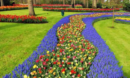 Keukenhof Gardens