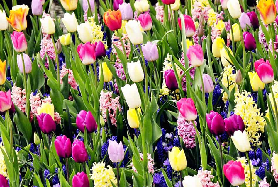 Keukenhof Gardens Tulips - tickets, tours and prices