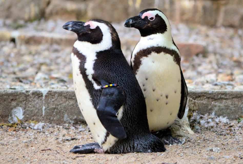amsterdam-zoo-artis-royal-zoo-penguins