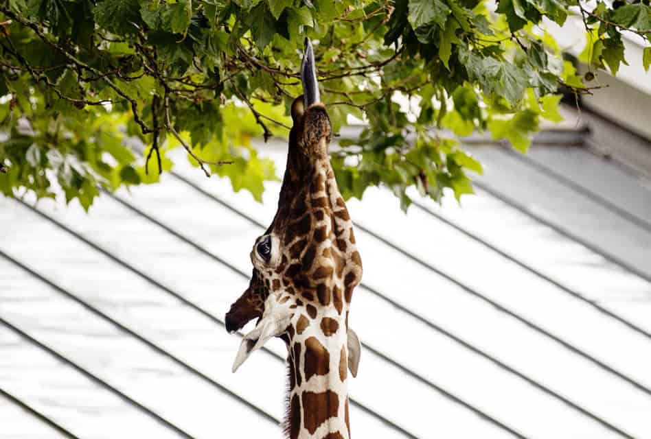 amsterdam-zoo-artis-royal-zoo-giraffe