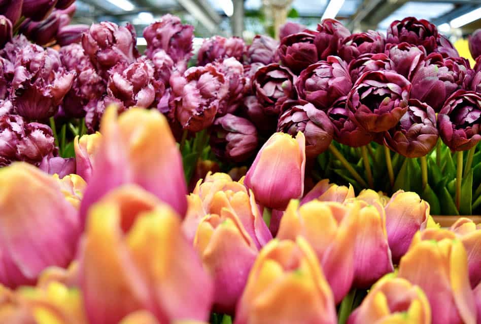 amsterdam flower market