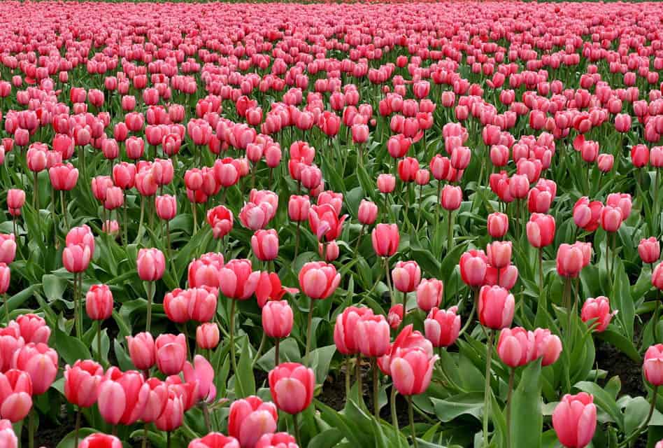 field of pink tulips