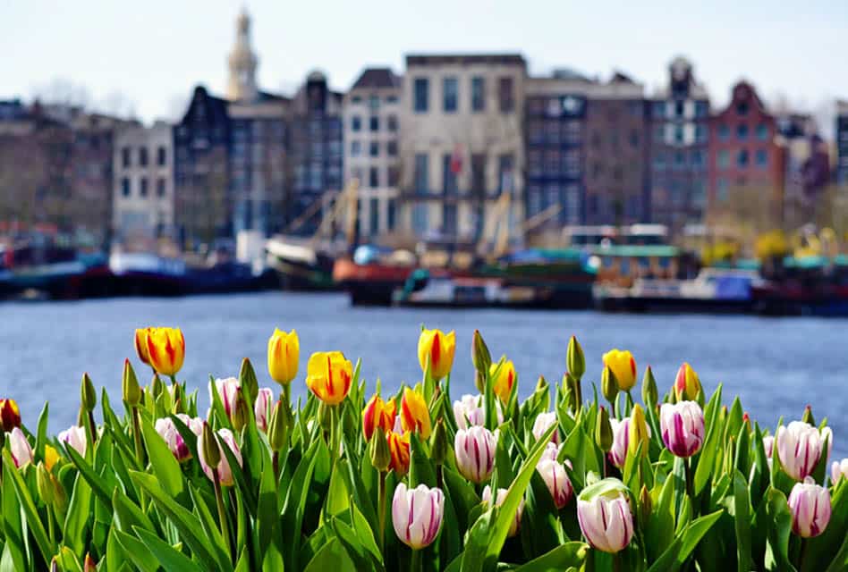 tulips and amsterdam canal
