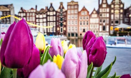 Tulips in Amsterdam