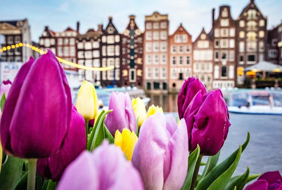 Tulips in Amsterdam