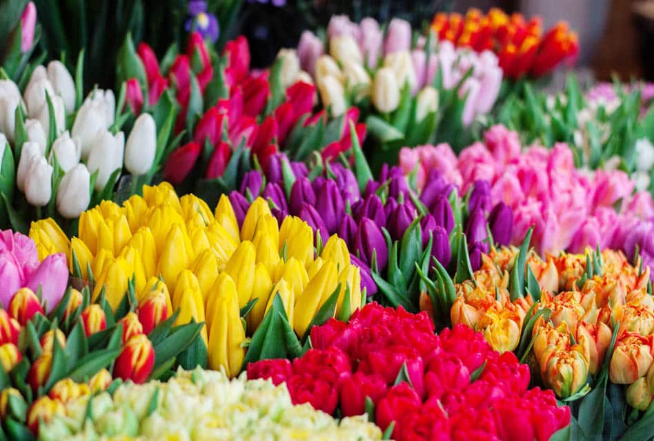 tulips for sale in amsterdam