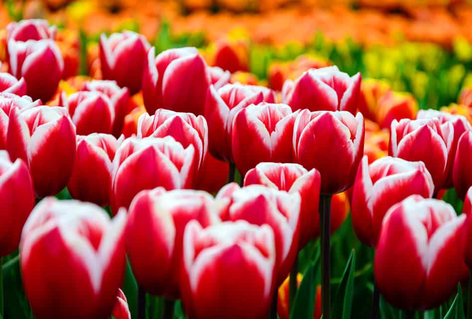 tulip fields near amsterdam