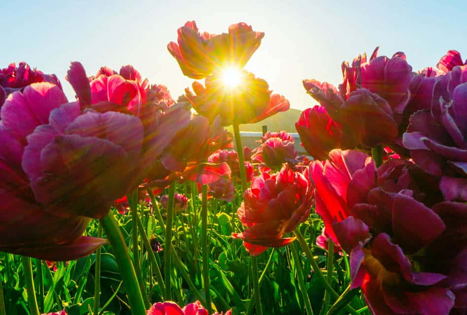 sun shining through tulips