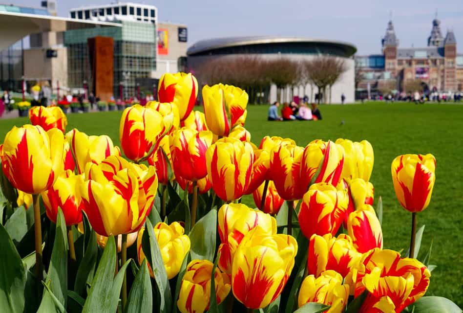 tulips near rijksmuseum and van gogh museum amsterdam