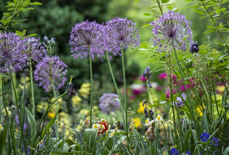 flowers open garden days amsterdam