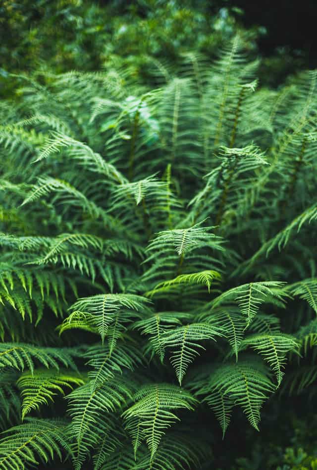 ferns open garden days amsterdam