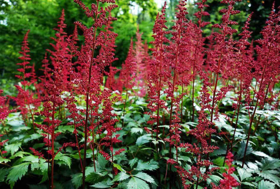 plants open garden days amsterdam