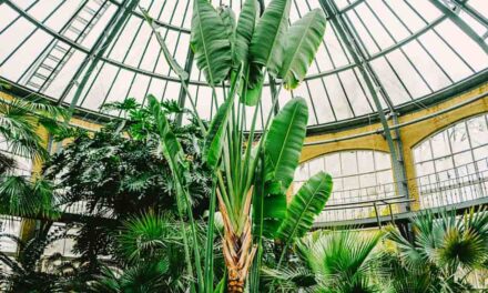 Hortus Botanicus Amsterdam