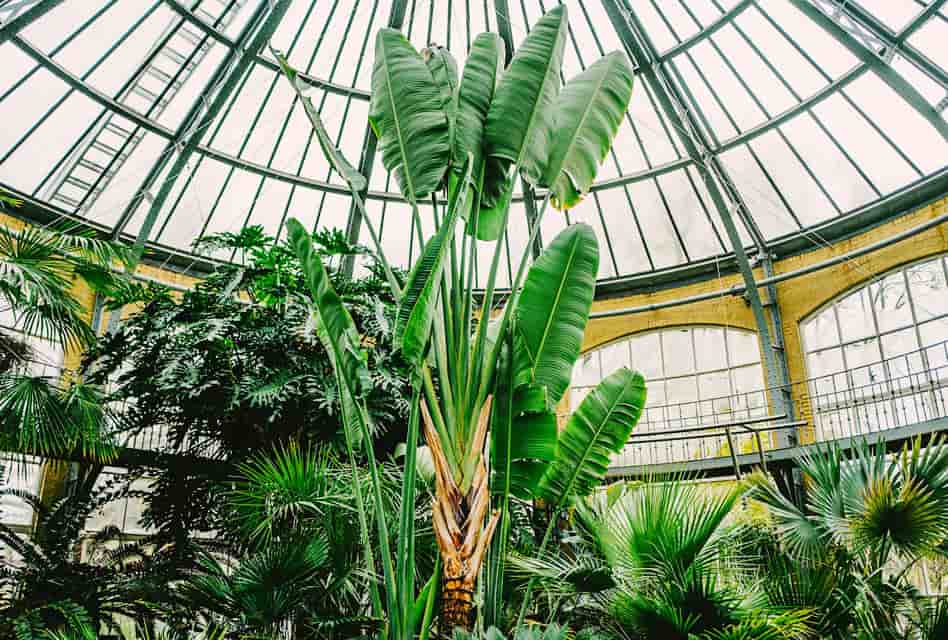 Hortus Botanicus Amsterdam