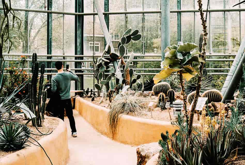 amsterdam-hortus-botanicus cactus