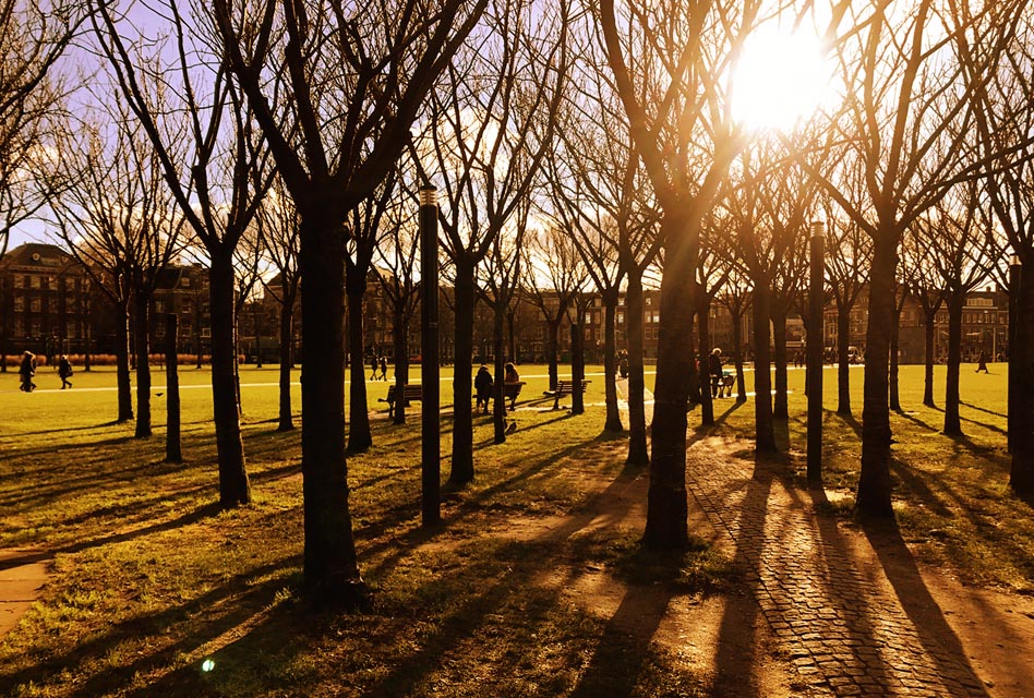 trees at museumplein amsterdam