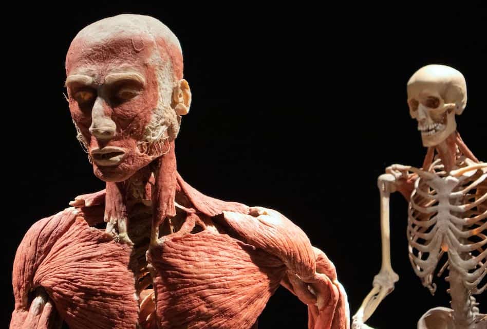 Body Worlds Amsterdam