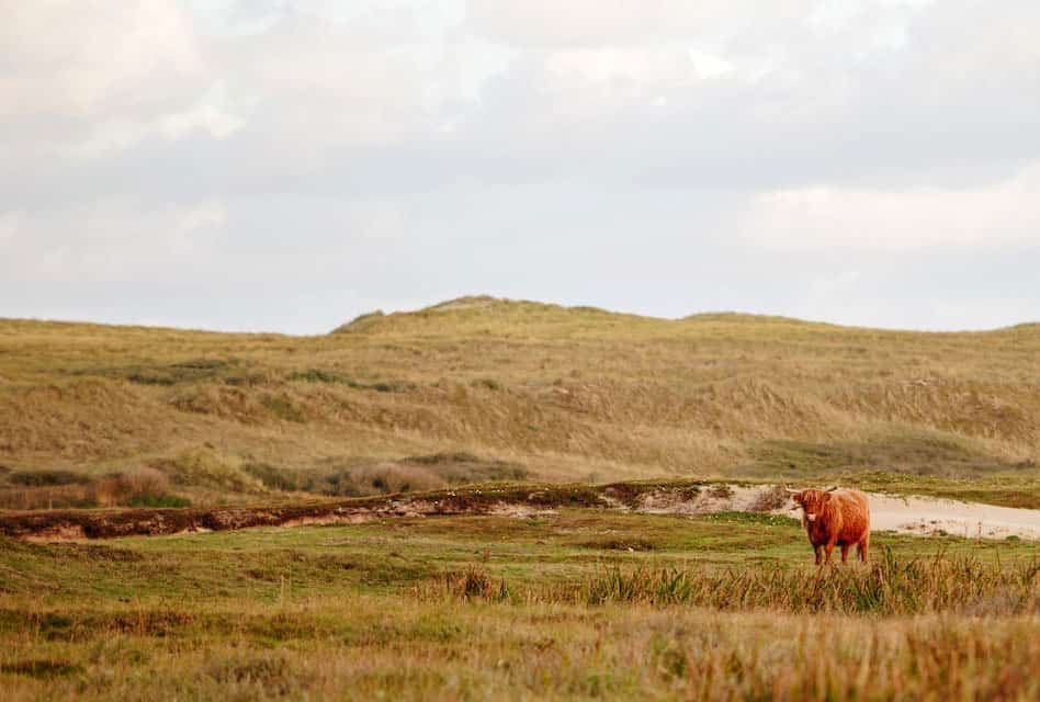 cattle on texel