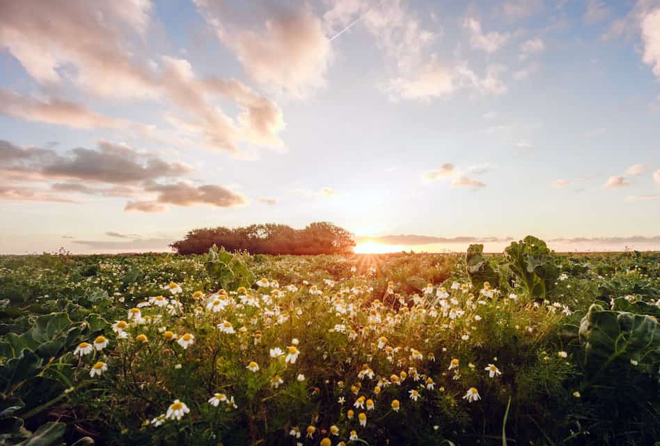 daisy field texel