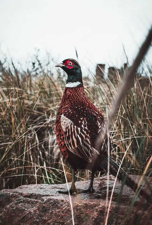 texel pheasant