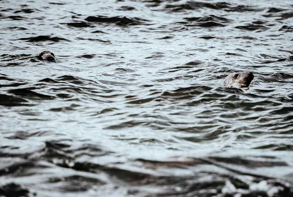 seals in ocean