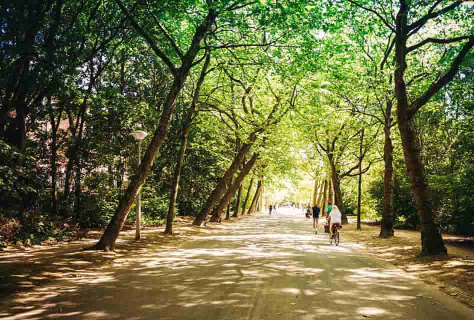 vondelpark tree lined path