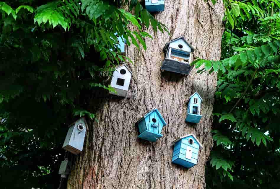 vondelpark bird boxes