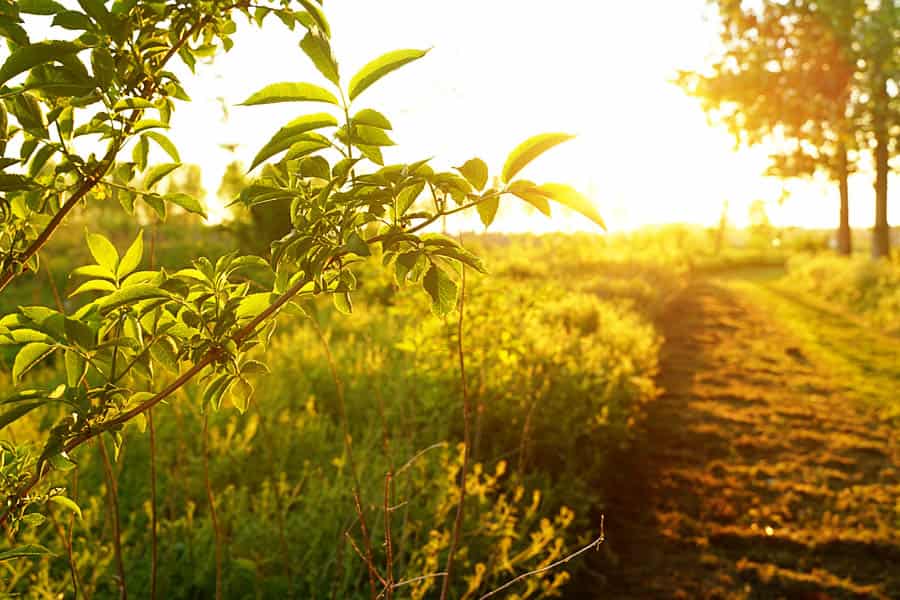 almere nature walk