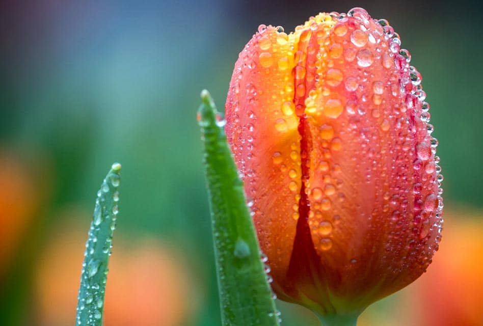 tulip with raindrops