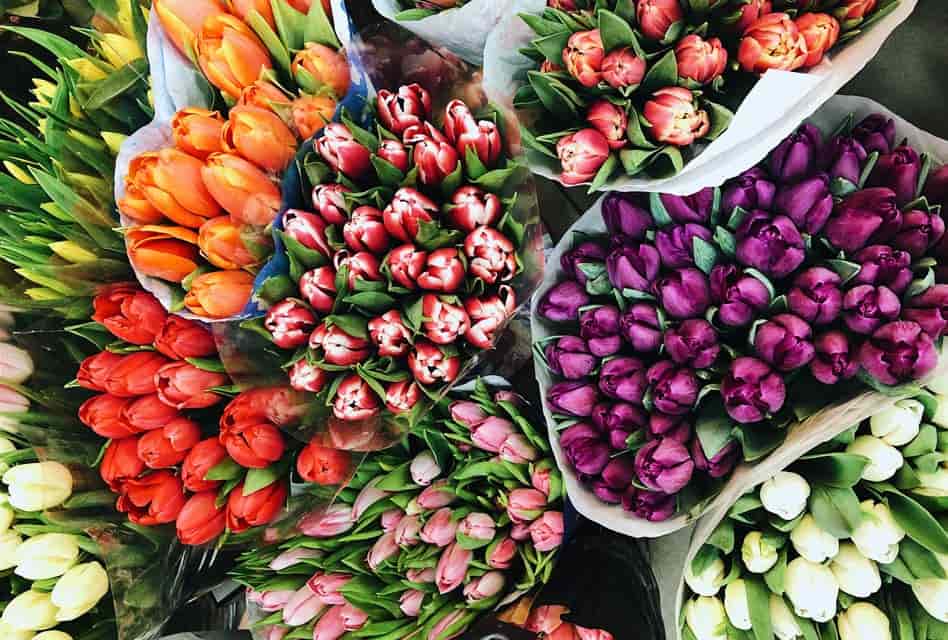 tulips for sale